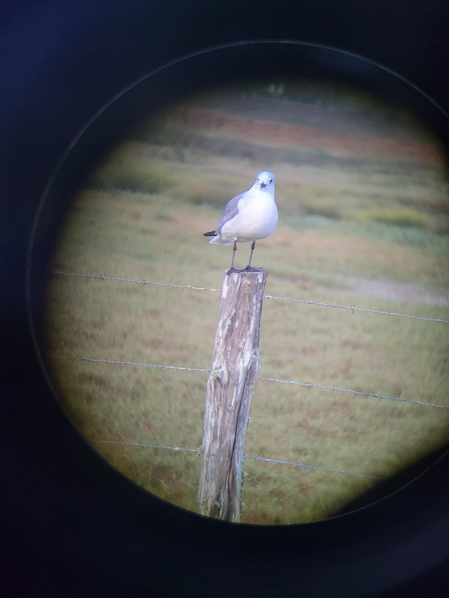 Gabbiano sghignazzante - ML647540488