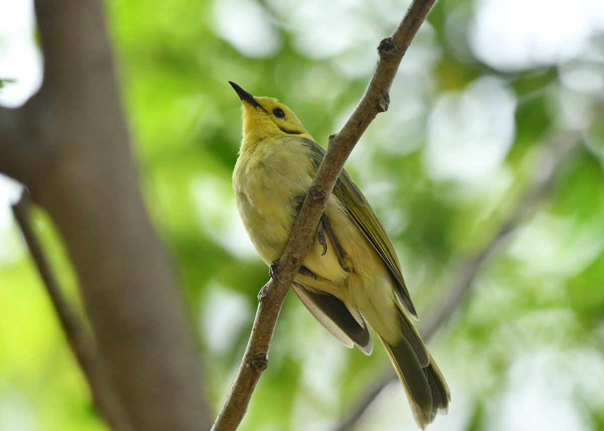 Yellow-tinted Honeyeater - ML647540498