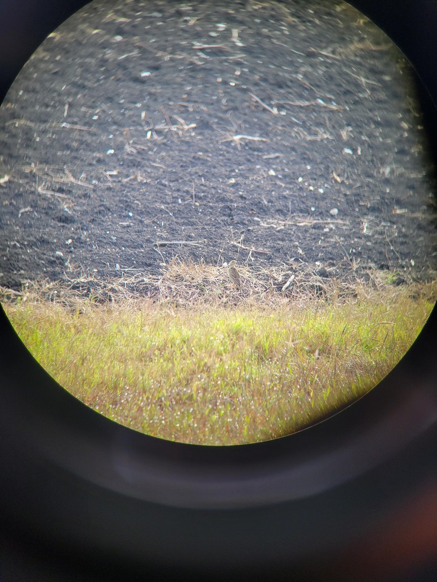 Sprague's Pipit - ML647540502