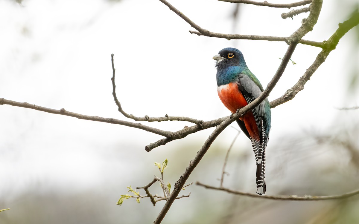 Blue-crowned Trogon - ML647540511
