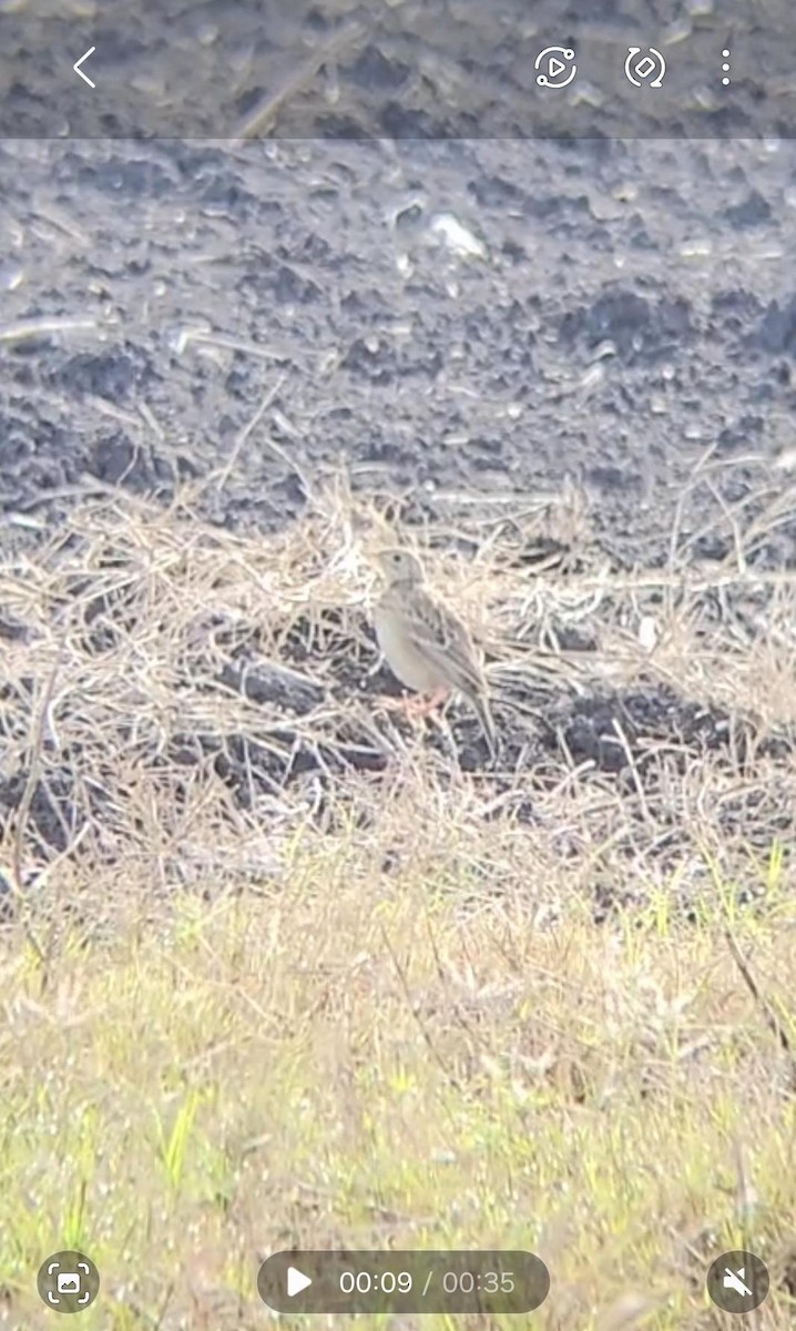 Sprague's Pipit - ML647540512