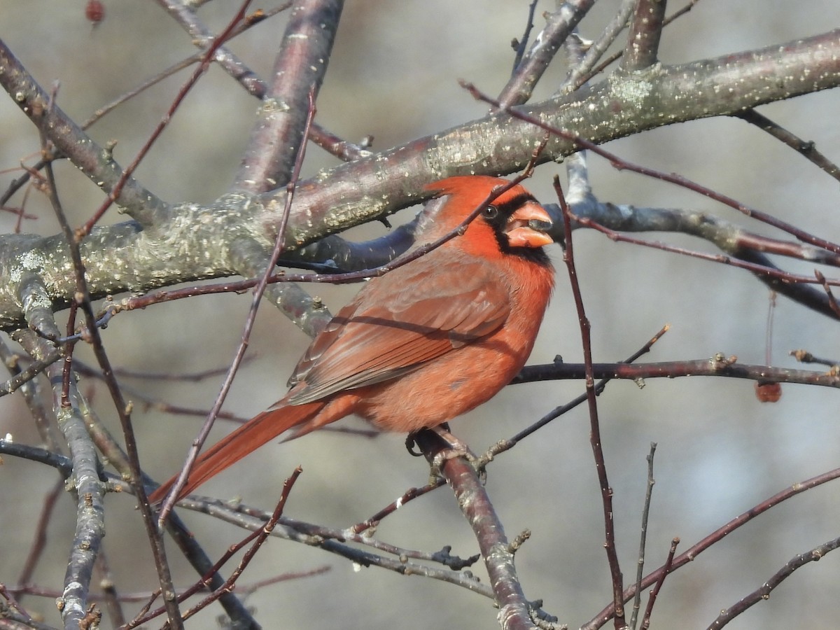 Cardinal rouge - ML647540516