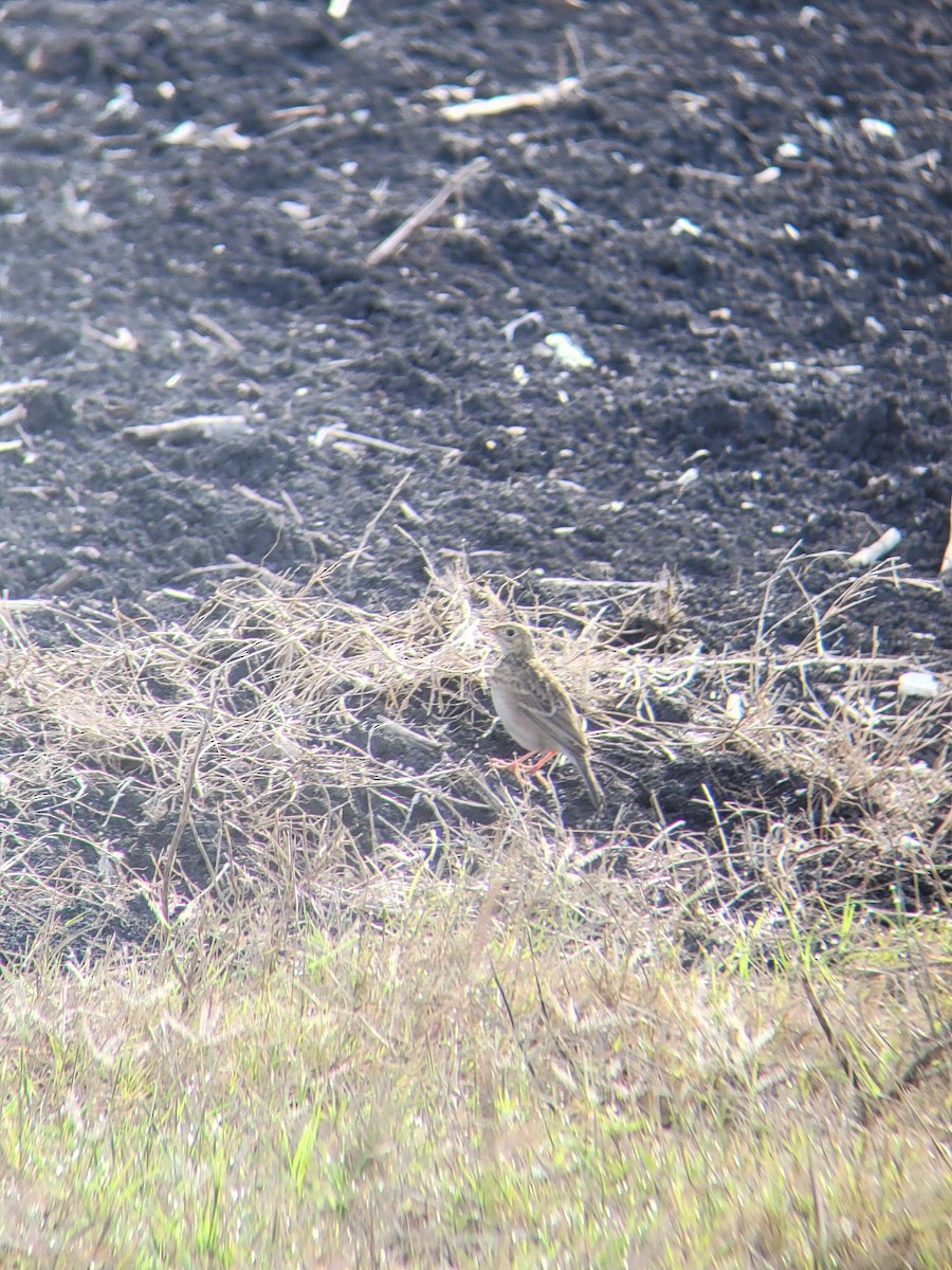 Sprague's Pipit - ML647540518