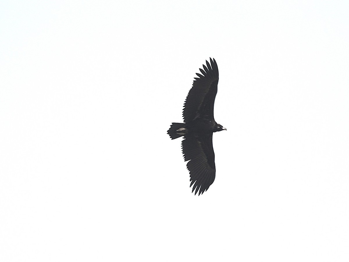 Buitre Negro - ML647540520