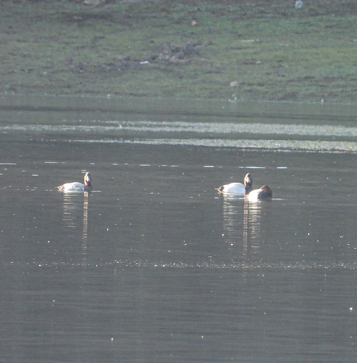 Murgilari bizkarzuria - ML647540522