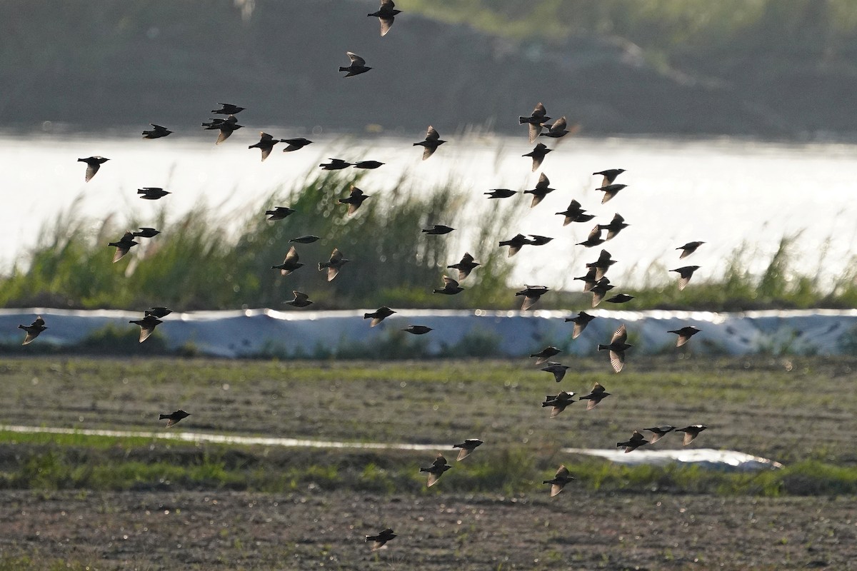 European Starling - ML647540554