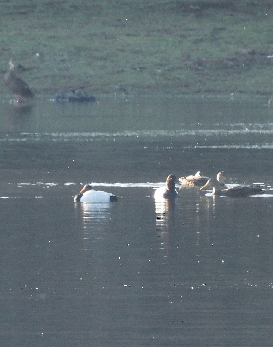 Murgilari bizkarzuria - ML647540556