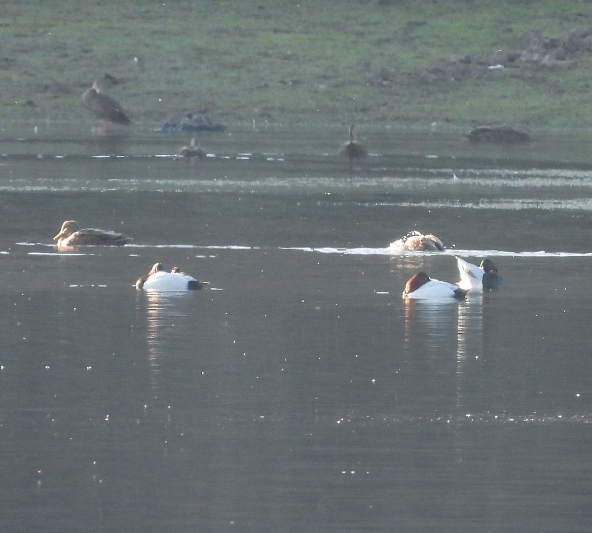 Murgilari bizkarzuria - ML647540557