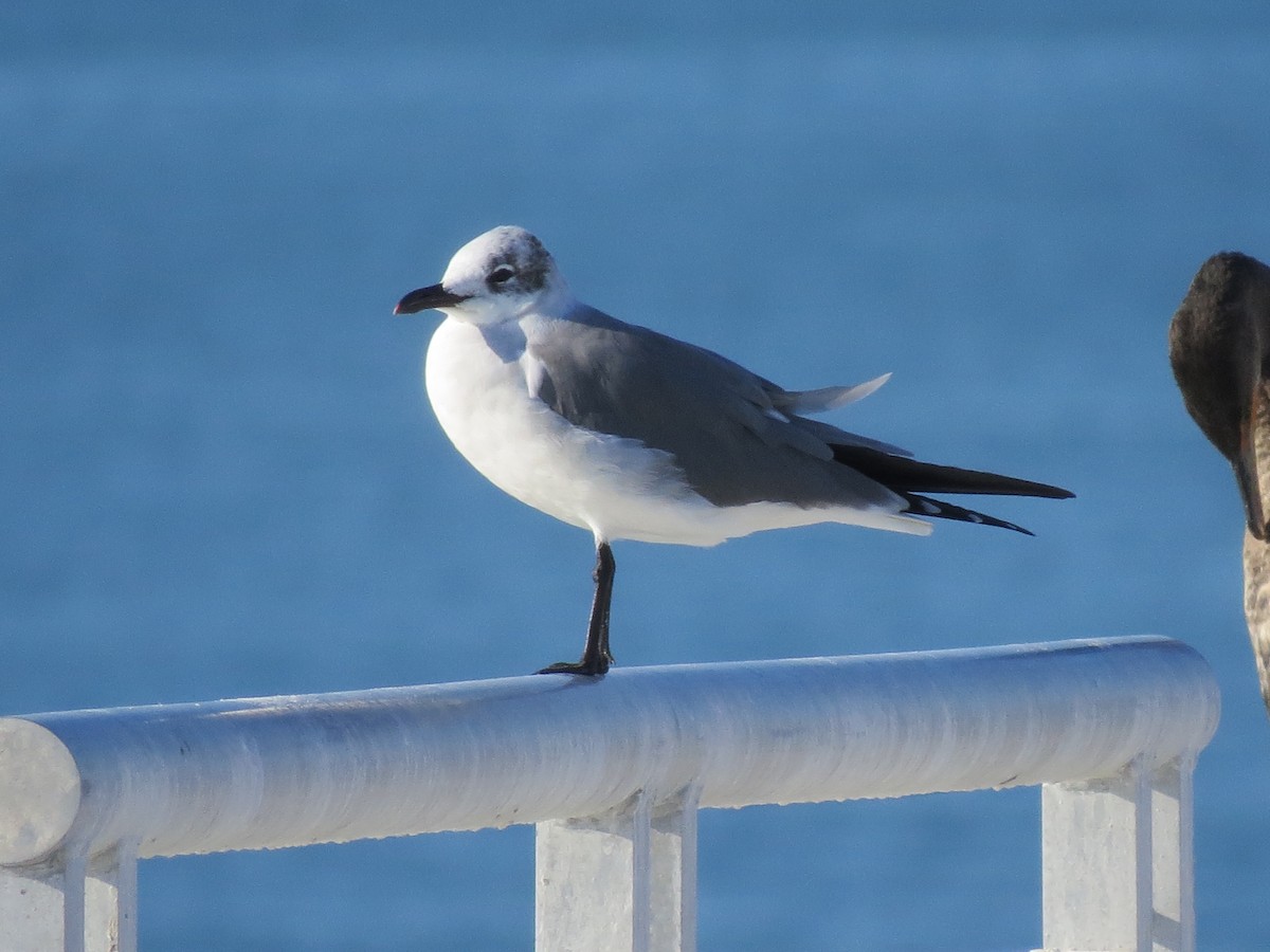 Gabbiano sghignazzante - ML647540573