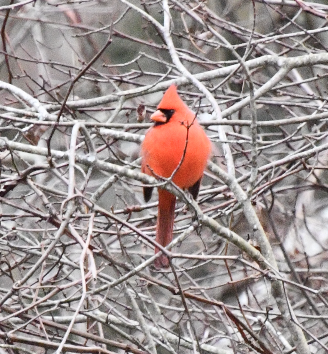 Cardinal rouge - ML647540575