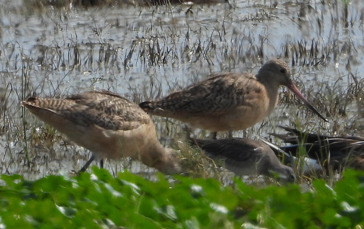 Marbled Godwit - ML647540617