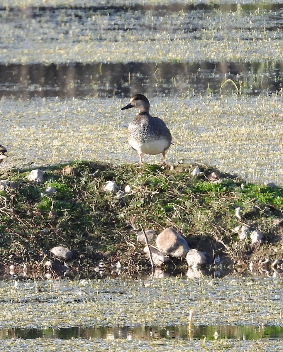 オカヨシガモ - ML647540618