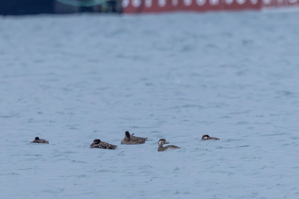 amerikasvartand - ML647540624