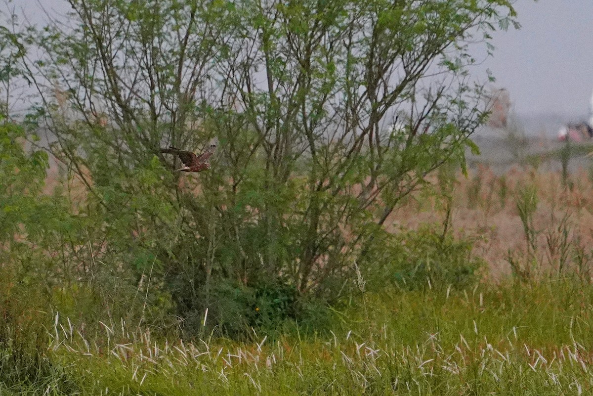 Eastern Marsh Harrier - ML647540628