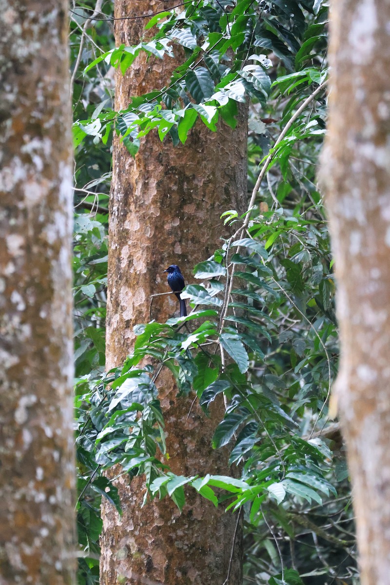 小卷尾 - ML647540646