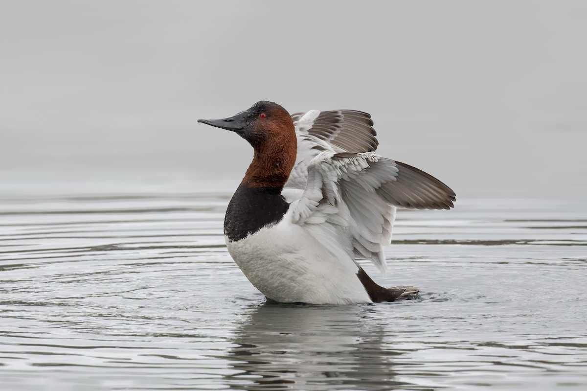 Murgilari bizkarzuria - ML647540653