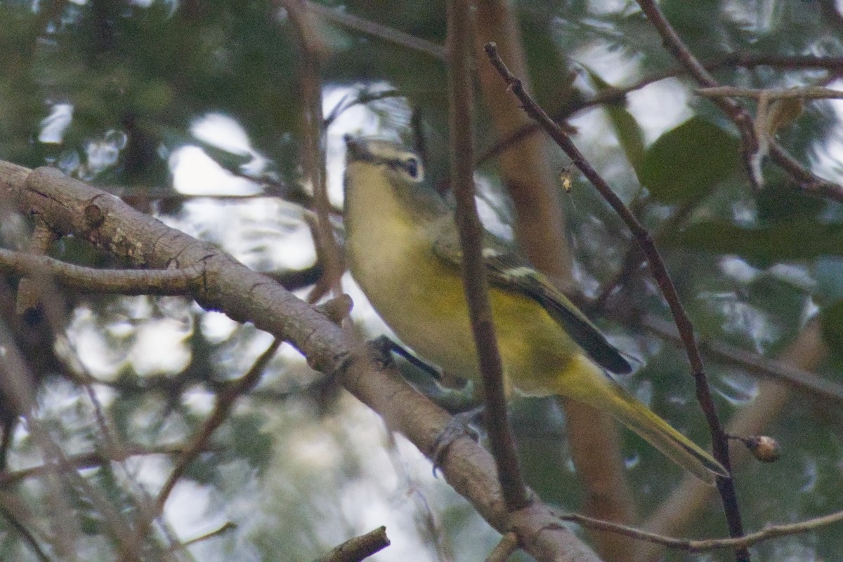 Cassin's Vireo - ML647540657