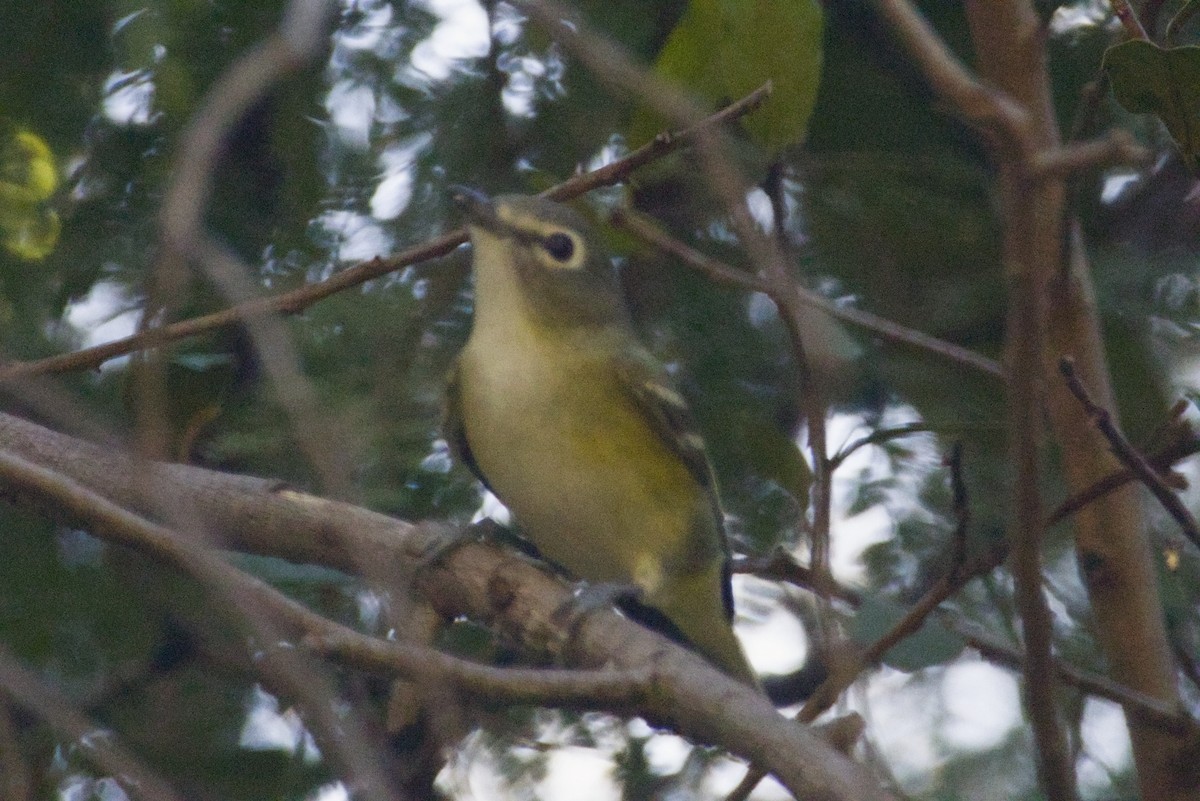 Cassin's Vireo - ML647540658