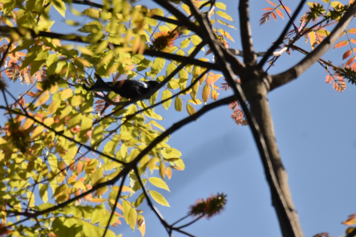 髮冠卷尾 - ML647540662