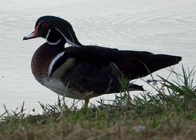 美洲鴛鴦 - ML647540663