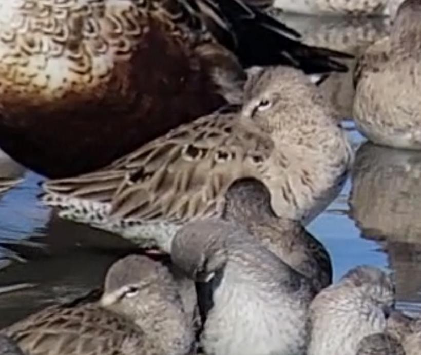 短嘴半蹼鷸/長嘴半蹼鷸 - ML647540664