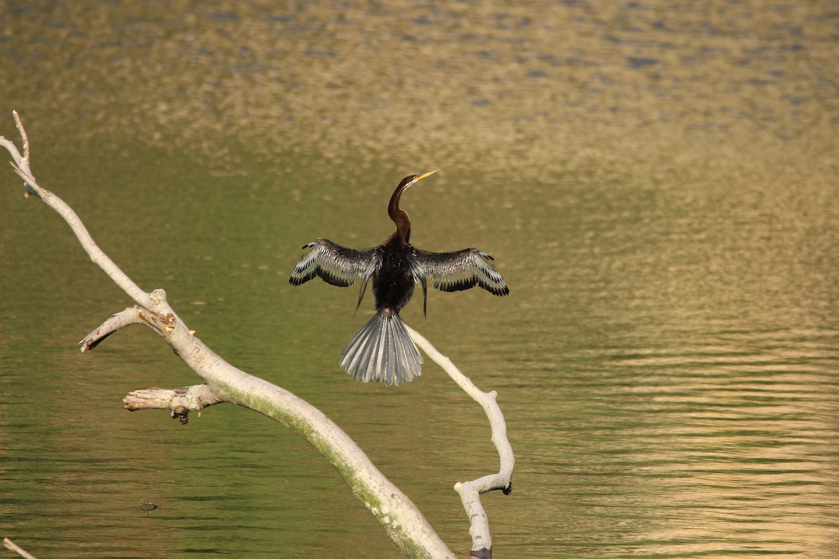 Oriental Darter - ML647540665