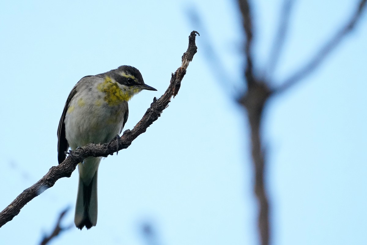 東方黃鶺鴒 - ML647540668