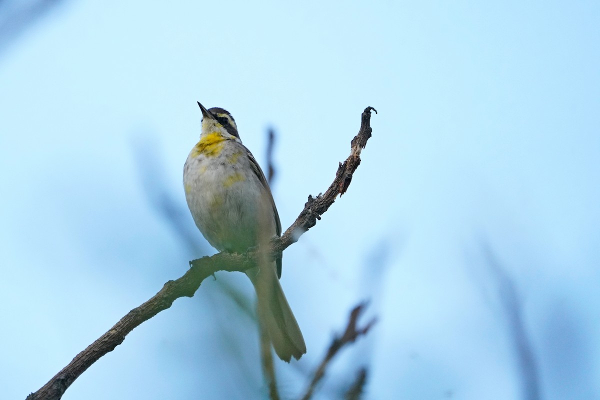 東方黃鶺鴒 - ML647540669