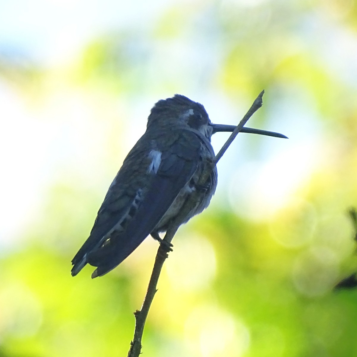 Plain-capped Starthroat - ML647540670