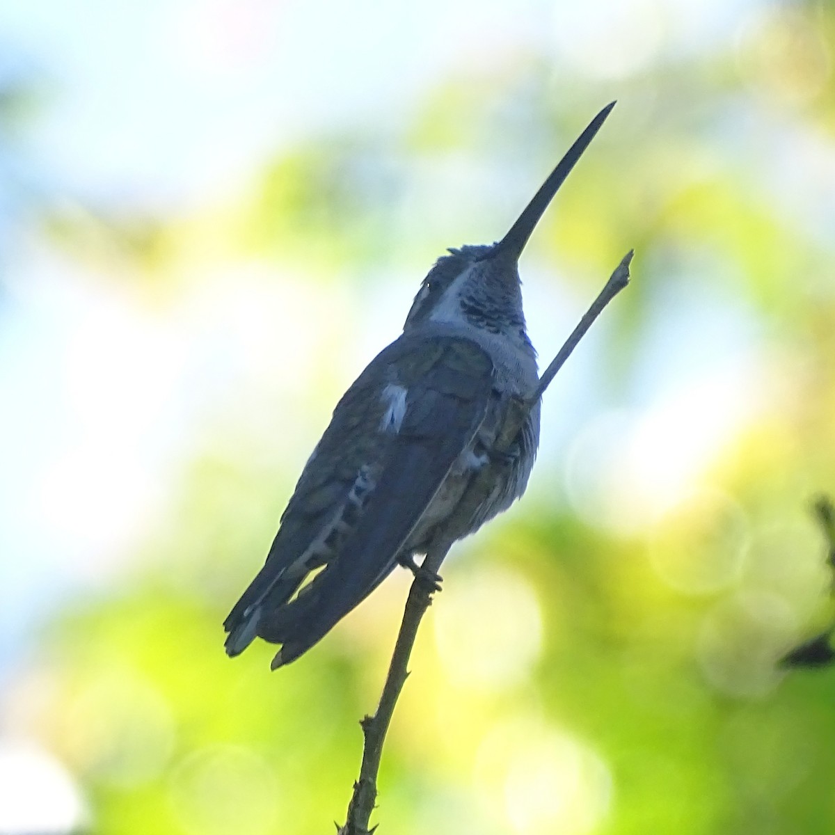 Plain-capped Starthroat - ML647540671