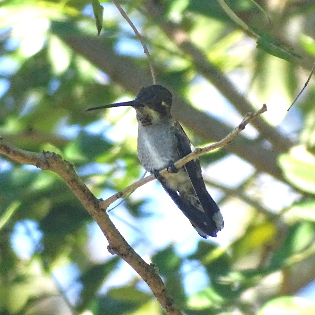 Plain-capped Starthroat - ML647540672