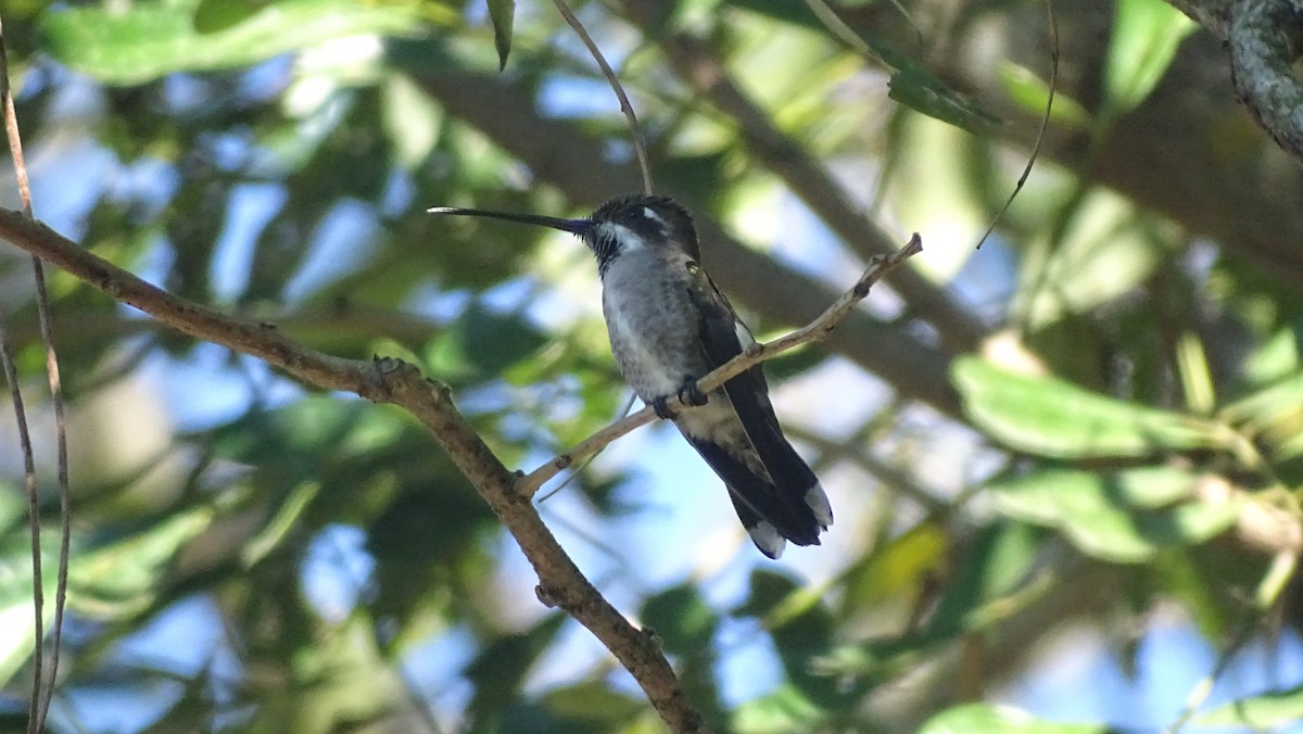 Plain-capped Starthroat - ML647540673