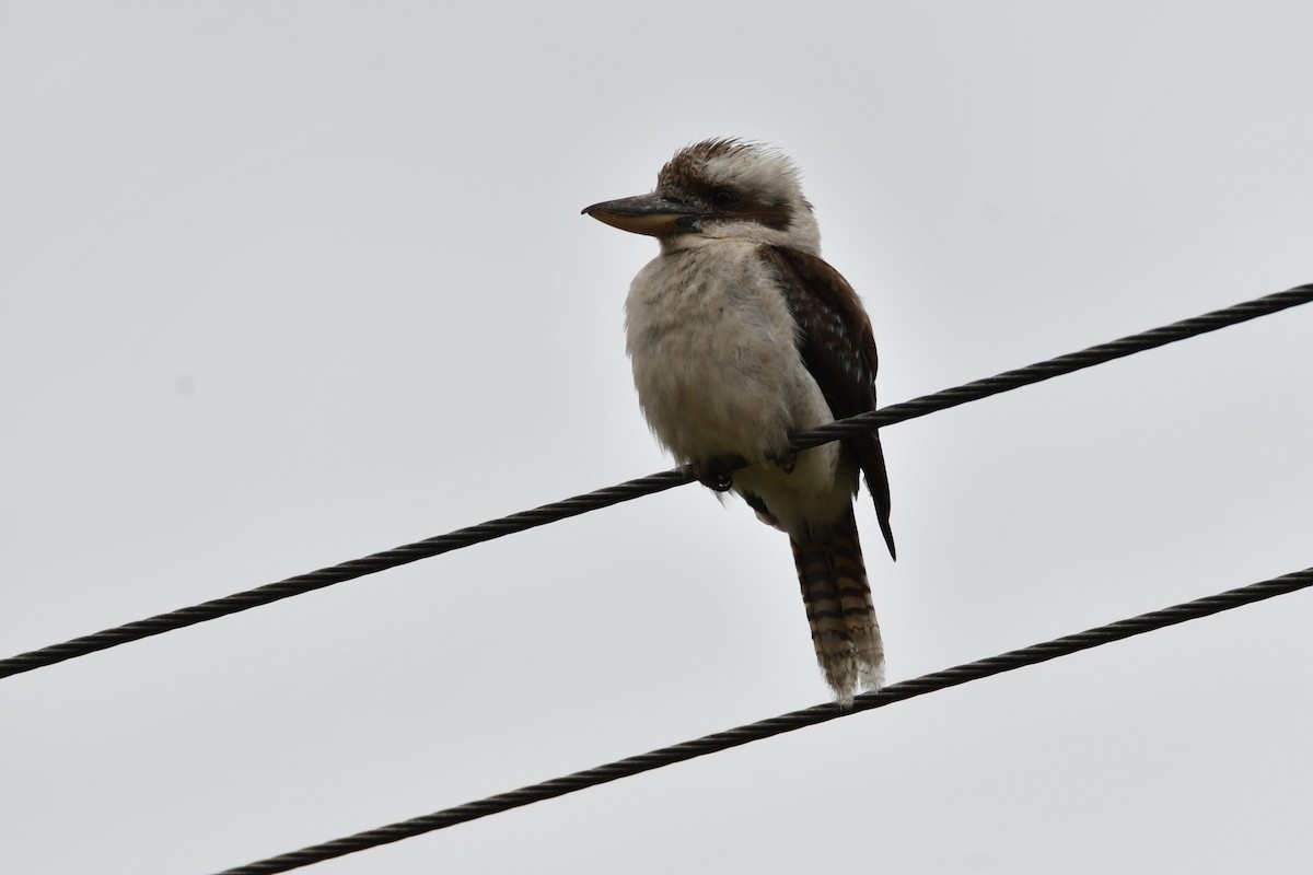 Laughing Kookaburra - ML647540674