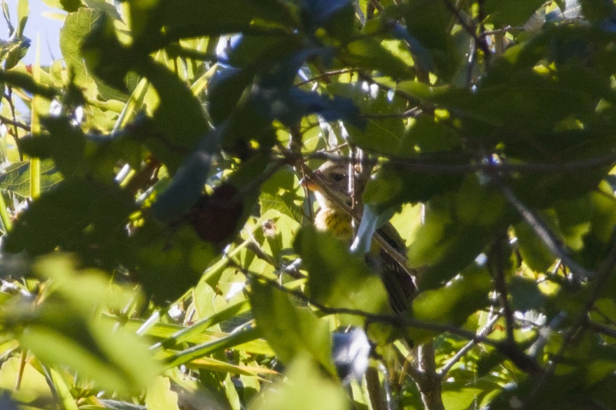 Yellow Grosbeak - ML647540676