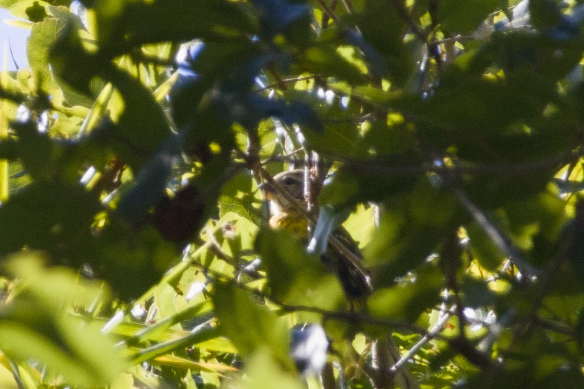 Yellow Grosbeak - ML647540677