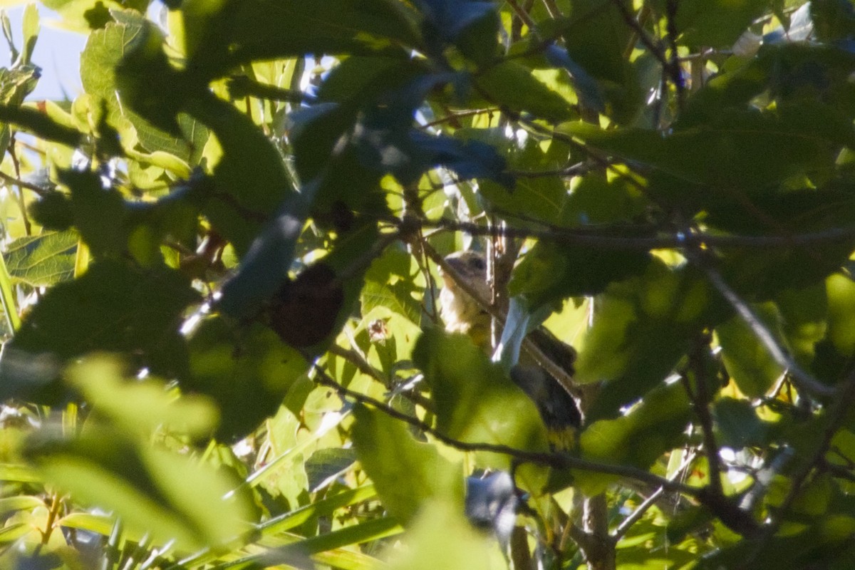 Yellow Grosbeak - ML647540679