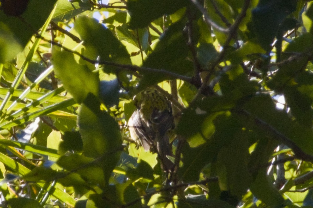 Yellow Grosbeak - ML647540680