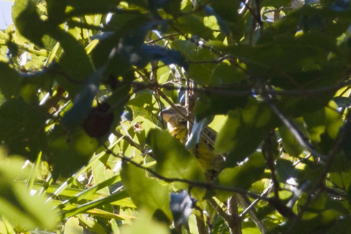 Yellow Grosbeak - ML647540681