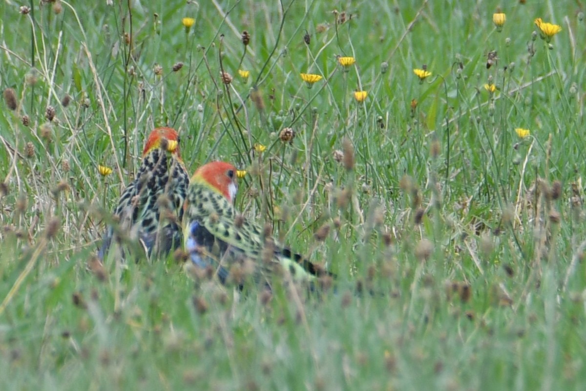Eastern Rosella - ML647540684