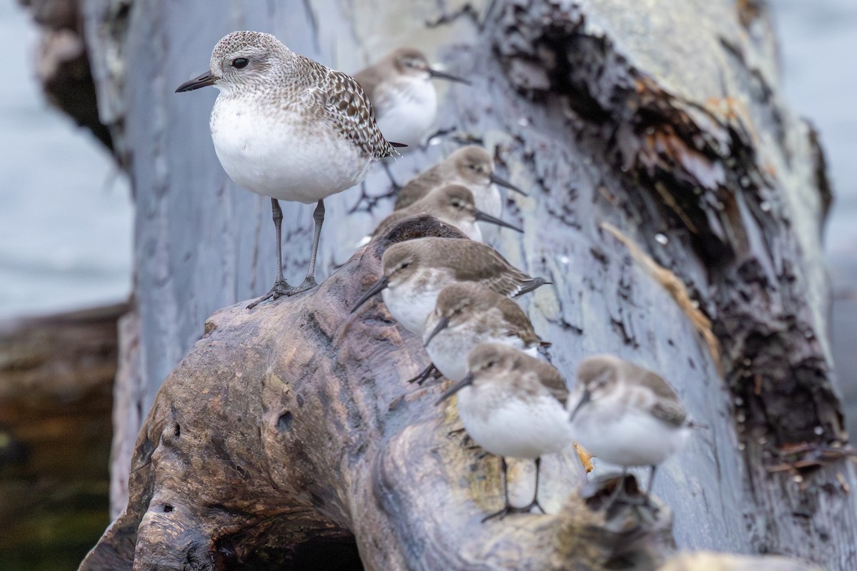 灰斑鴴 - ML647540685