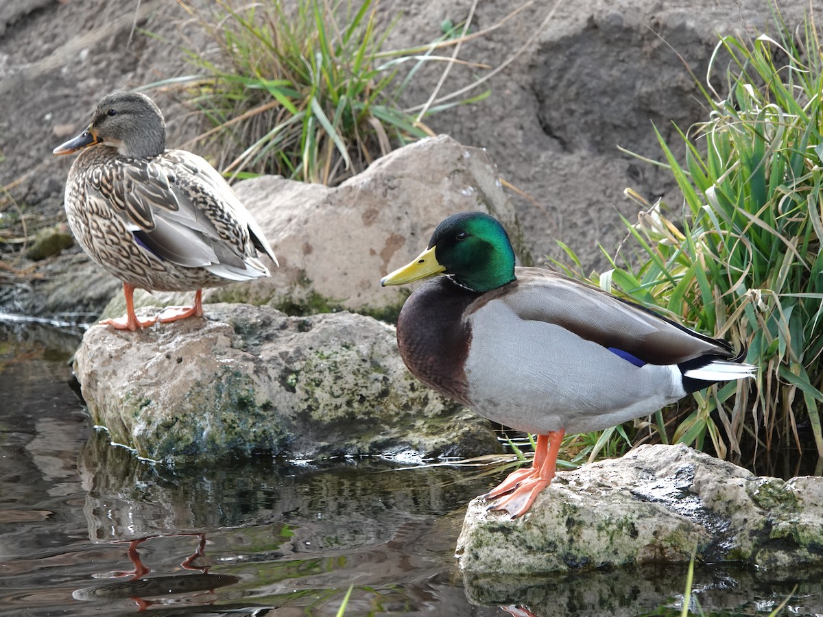 Mallard - ML647540689