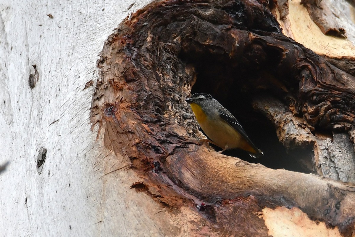 Spotted Pardalote - ML647540699