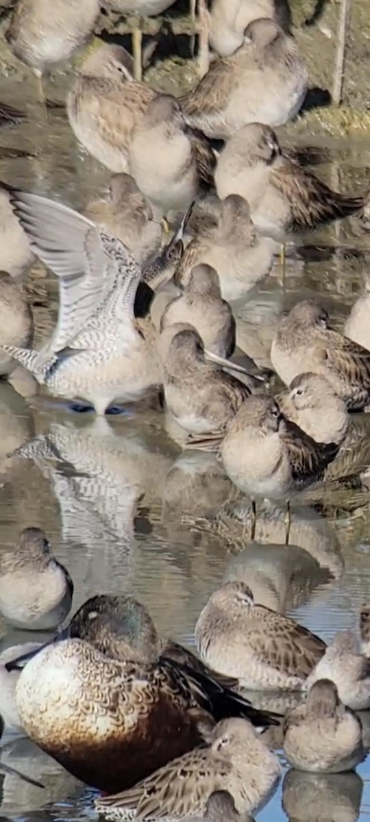 長嘴半蹼鷸 - ML647540702