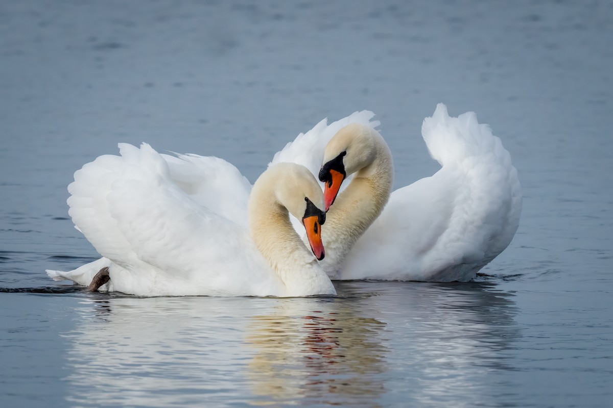 Cigno reale - ML647540713