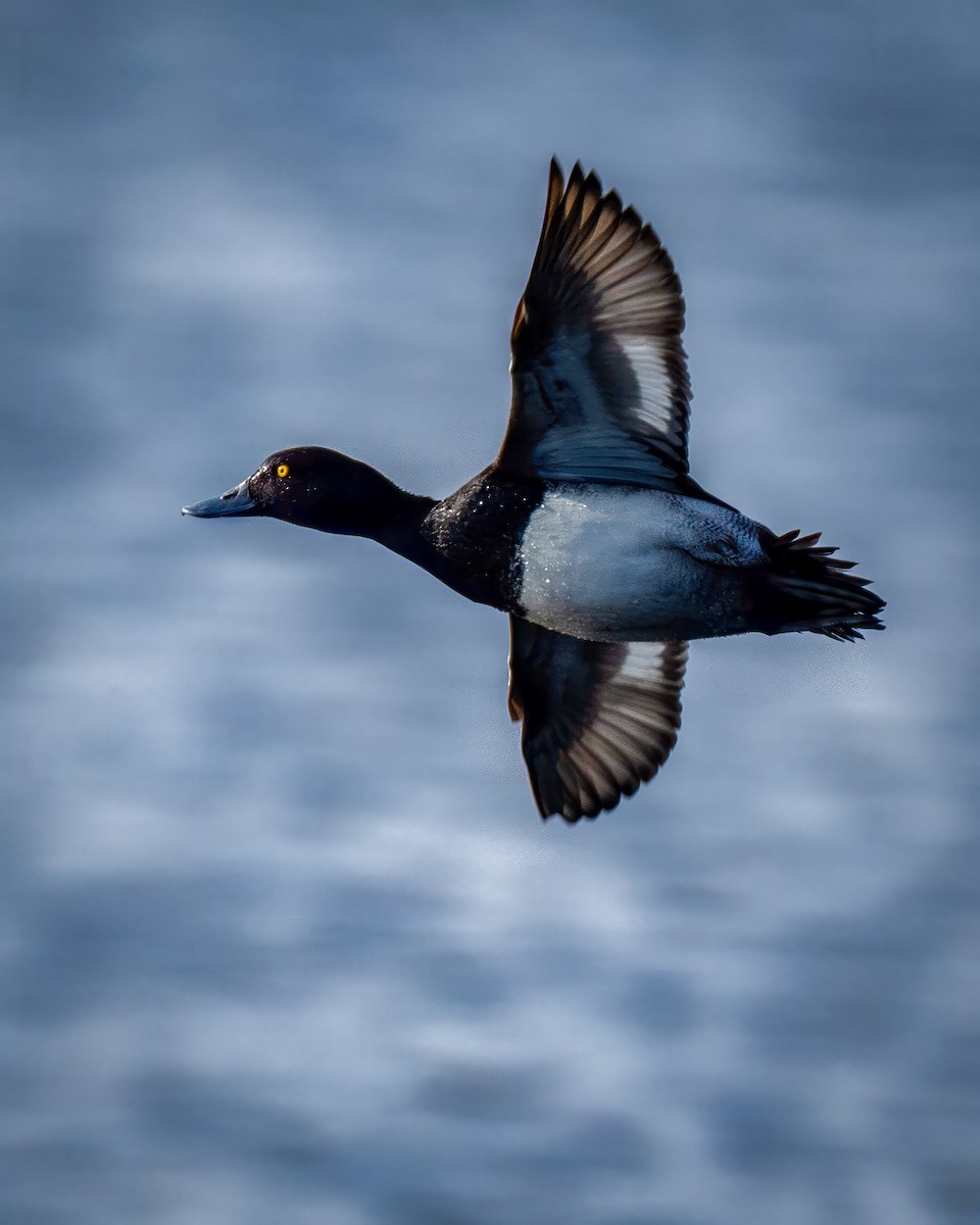 Lesser Scaup - ML647540719