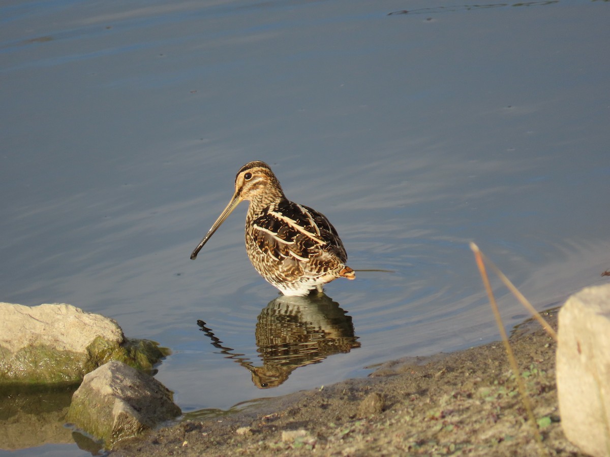 Wilson's Snipe - ML647540724