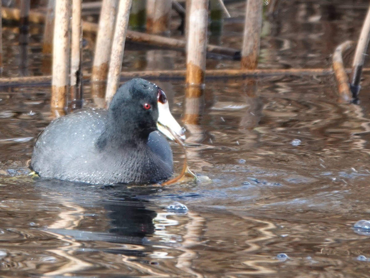 American Coot - ML647540757