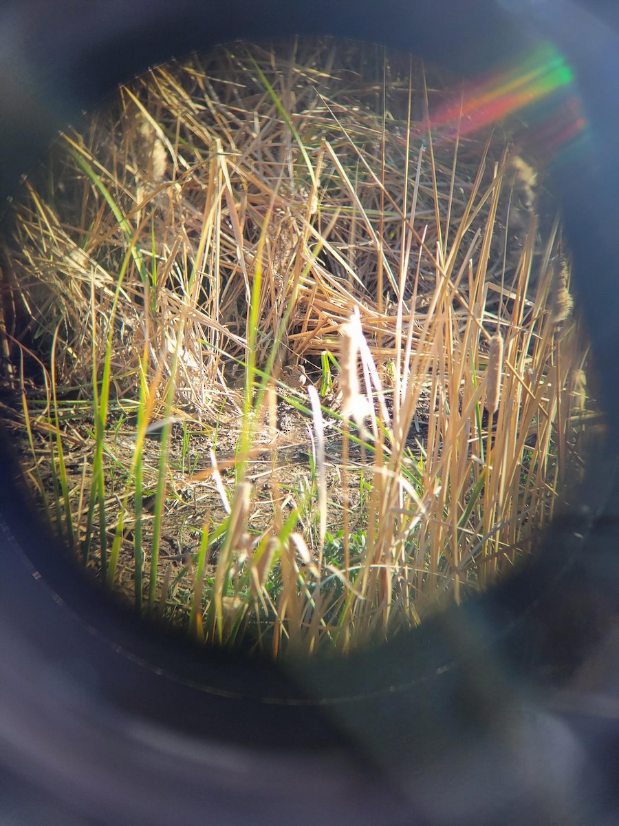 Wilson's Snipe - ML647540778
