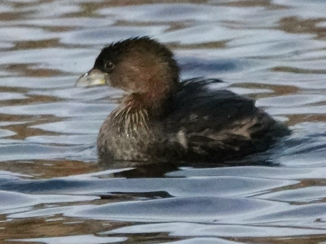 Pied-billed Grebe - ML647540779
