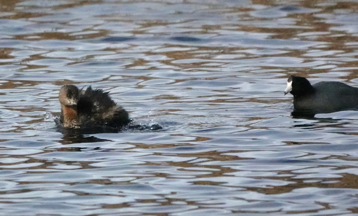 Pied-billed Grebe - ML647540780